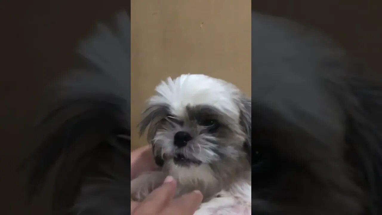 I asked my Shih Tzu puppy to Take Bath...here's what happened