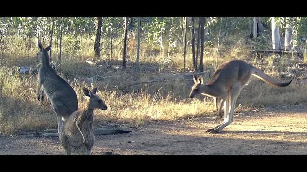 Trailcams for this week #wildlifephotography #wildlife #farm #trailcam #offgridhomestead #dingoes