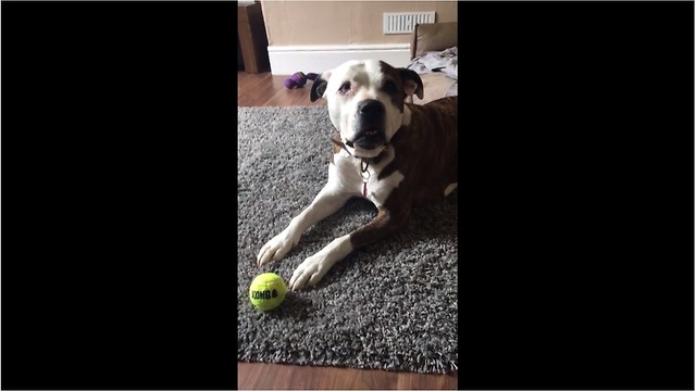 Dog attempts to claim owner's attention by "singing"