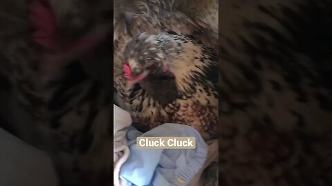 Hen lays eggs inside cupboard 🤣❤️