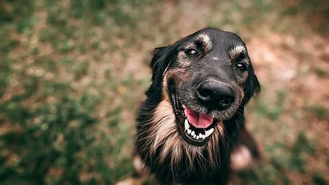 Vida de Cachorro Os Mutantes