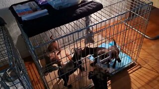 FANTASTIC FOUR OBI2021 PATTERDALE PUPPIES BLACK RED FELL TERRIERS PUPS PUPPY FIGHTING ROUGHHOUSING