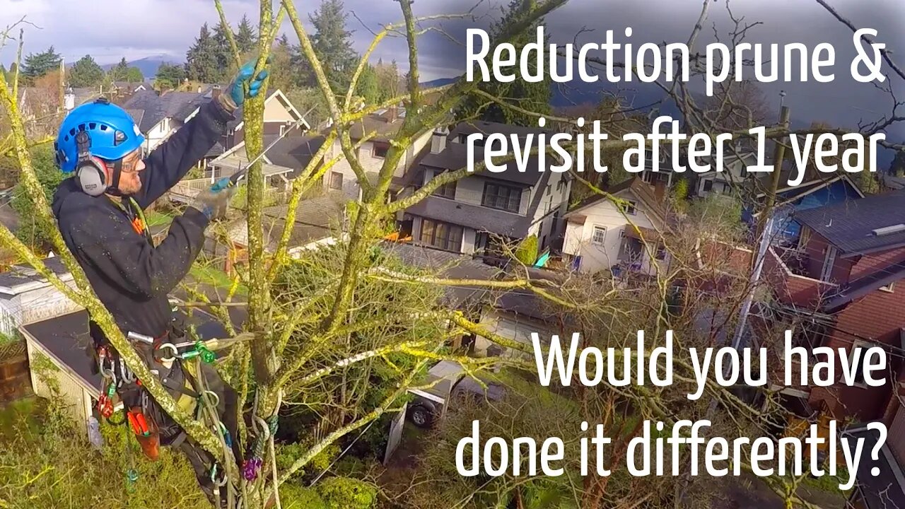 Reduction tree pruning & revisit after 1 year : How would you have pruned it?