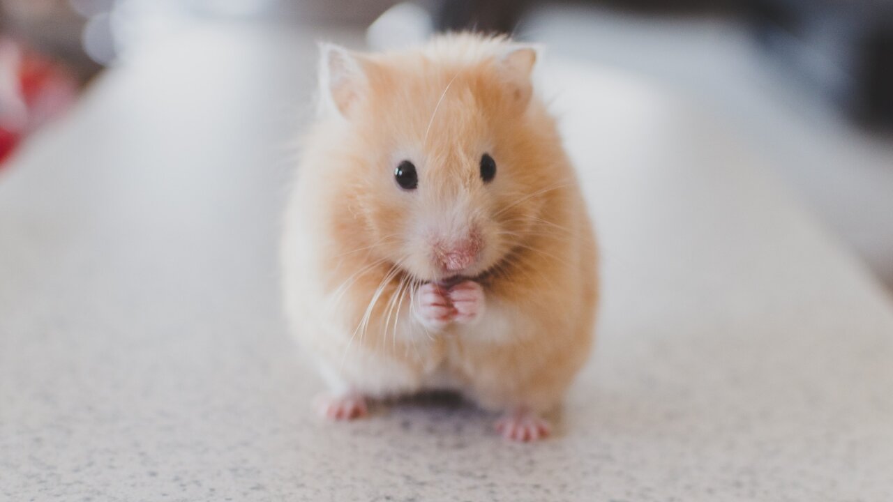 amazing and Cute Pets And Funny Animals