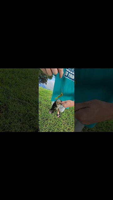 First Catch of the Day #southflorida, #fishing, #fishingflorida, #shorts