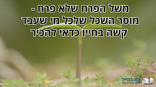 משל הפרח שלא פרח - מוסר השכל שלכל מי שעבד קשה בחייו כדאי להכיר