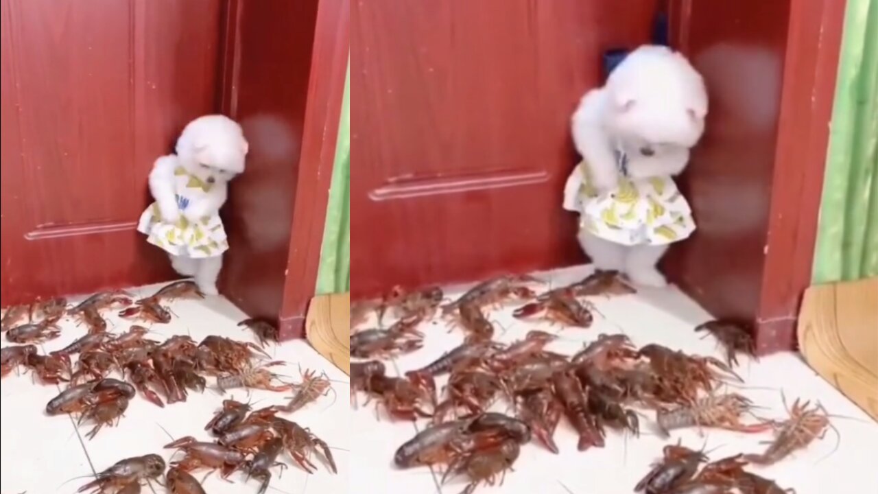 Kitten scared fro crabs funny kitten