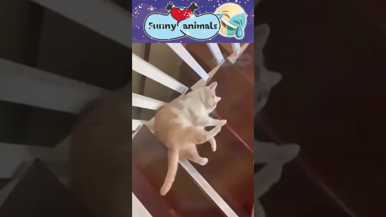 #497 Funny Animals Video Compilation 2022 Cute and funny pets compilation #shorts