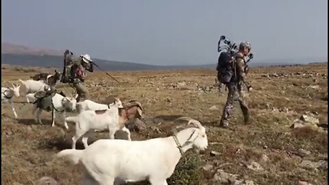 A wilderness elk hunt with pack goats