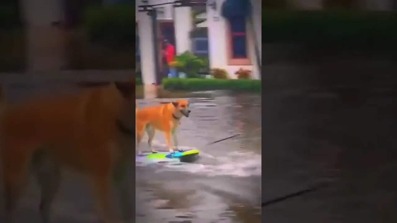 Funny Man with Funny Dog 🐕