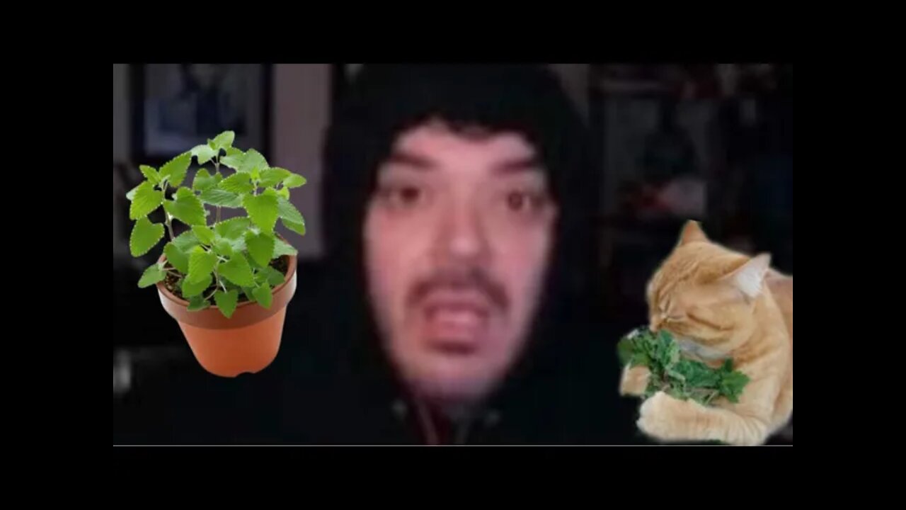 Jay sells Cat Nip Now