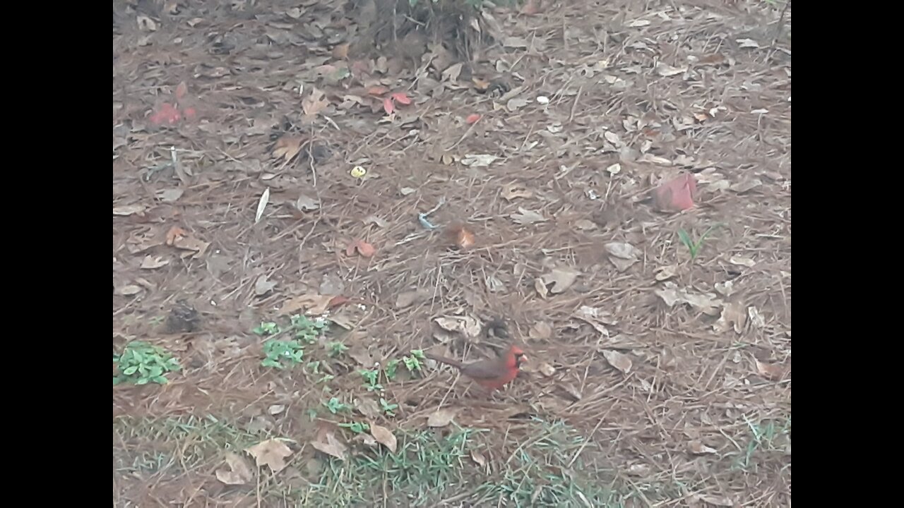 Cardinals outside my window..