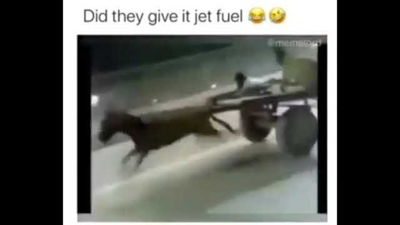 Donkey after drinking wine | Funny video |