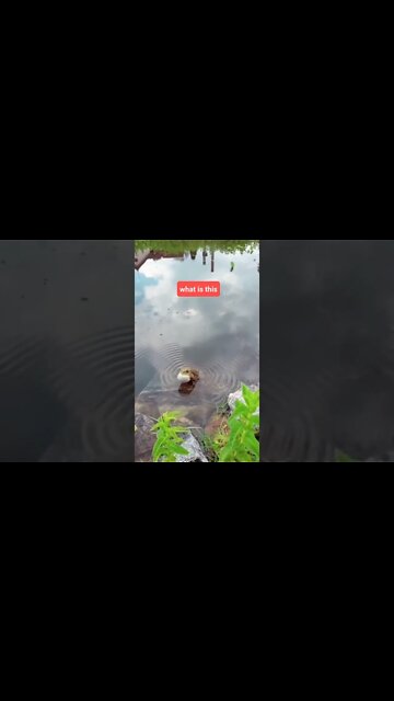 Frog Real Sound 🤣#Shorts #ytshorts #UbertainmentFun #Dogs #Animals #Fun