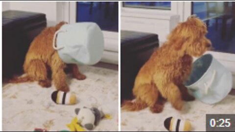 Silly doggy sits with basket over her head