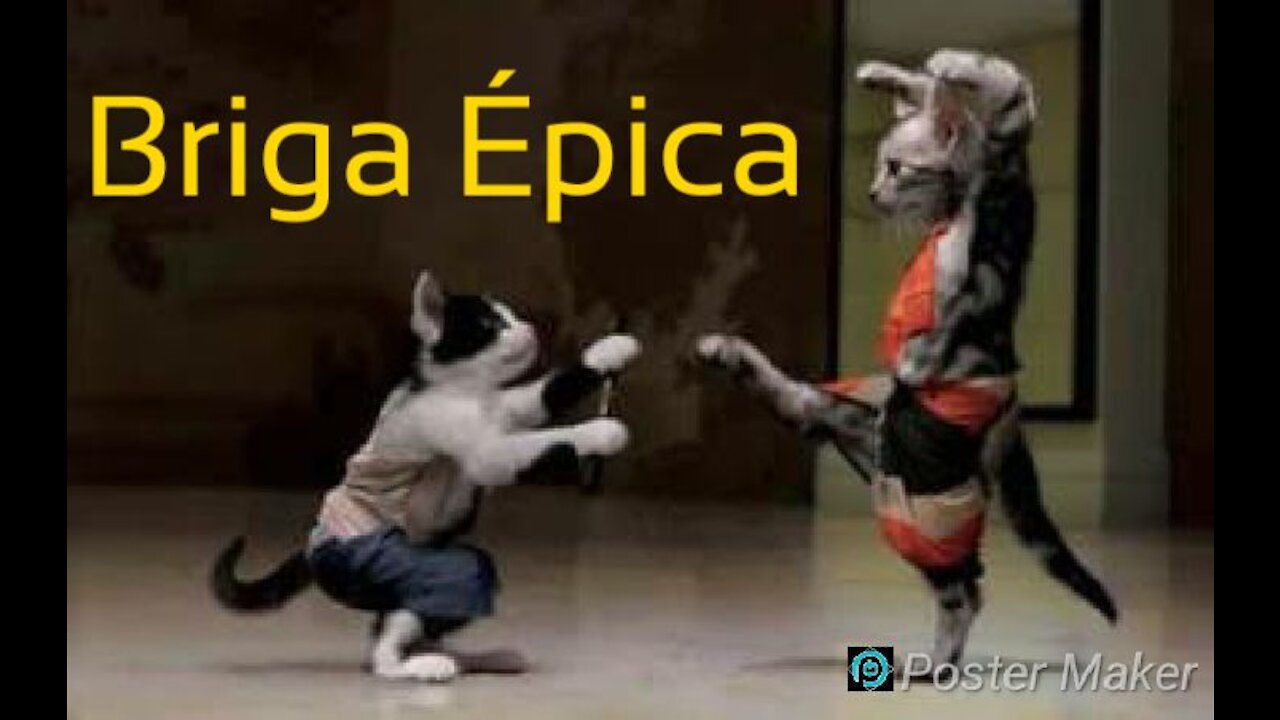 BRIGA DE GATOS ENGRAÇADA NARRADO PELO GOOGLE
