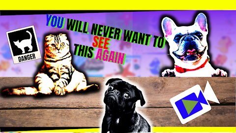 #10-🌏FUNNIEST ANIMALS FAIL! - Try not to 😹laugh CHALLENGE!♟