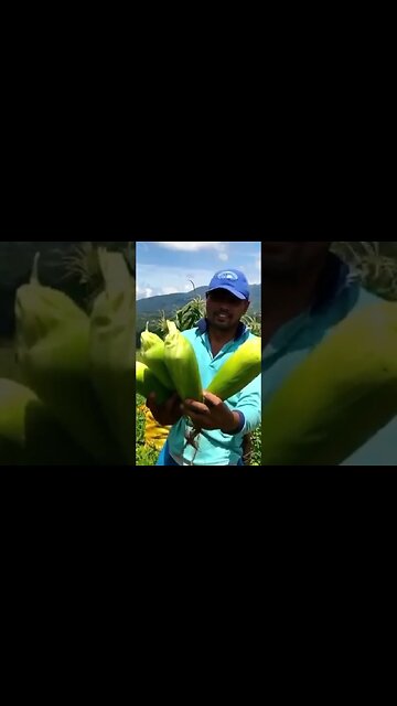Hasil Jagung dengan Eco Farming