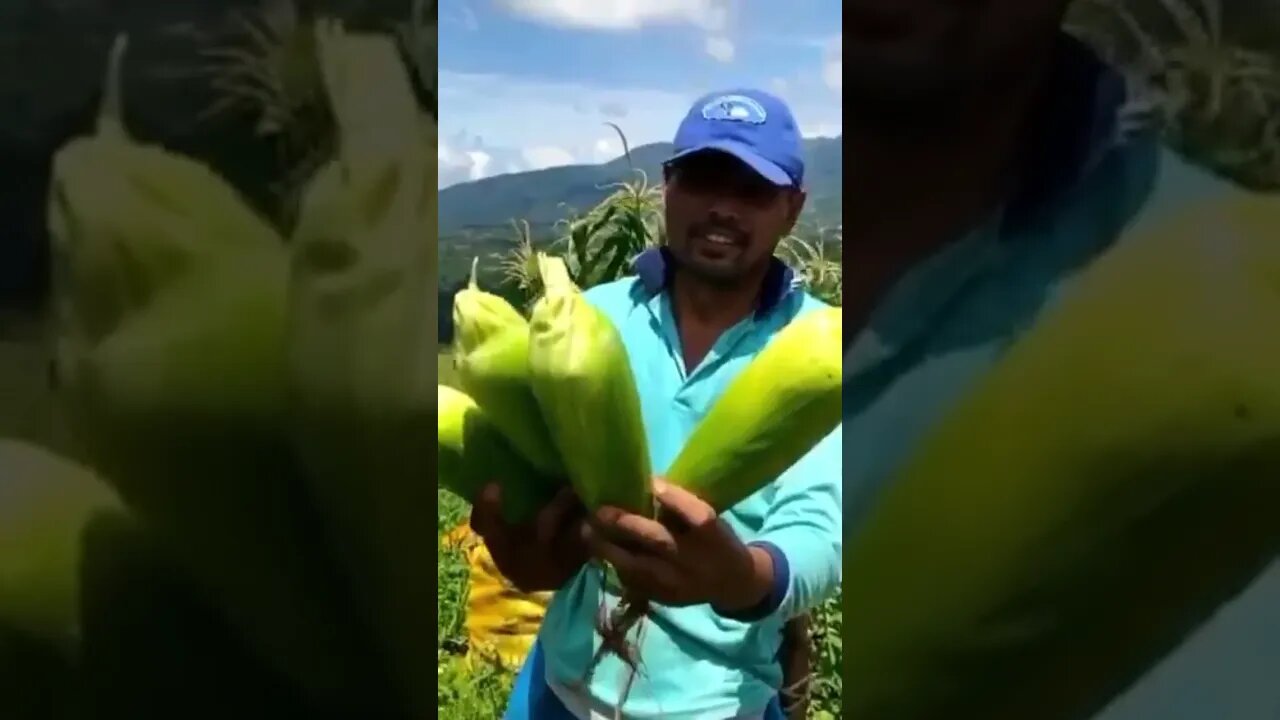 Hasil Jagung dengan Eco Farming