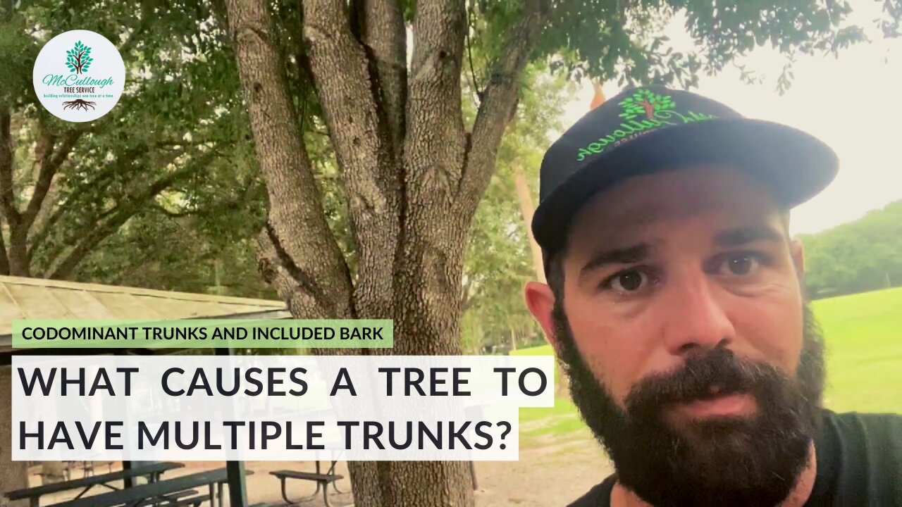 Problems With Codominant Tree Trunks & How To Fix Them