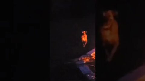 my dog's unusual intrigue of fire.