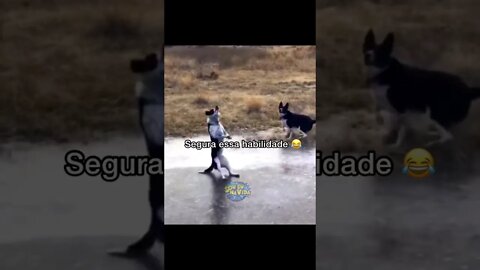 Cachorro dá salto mortal