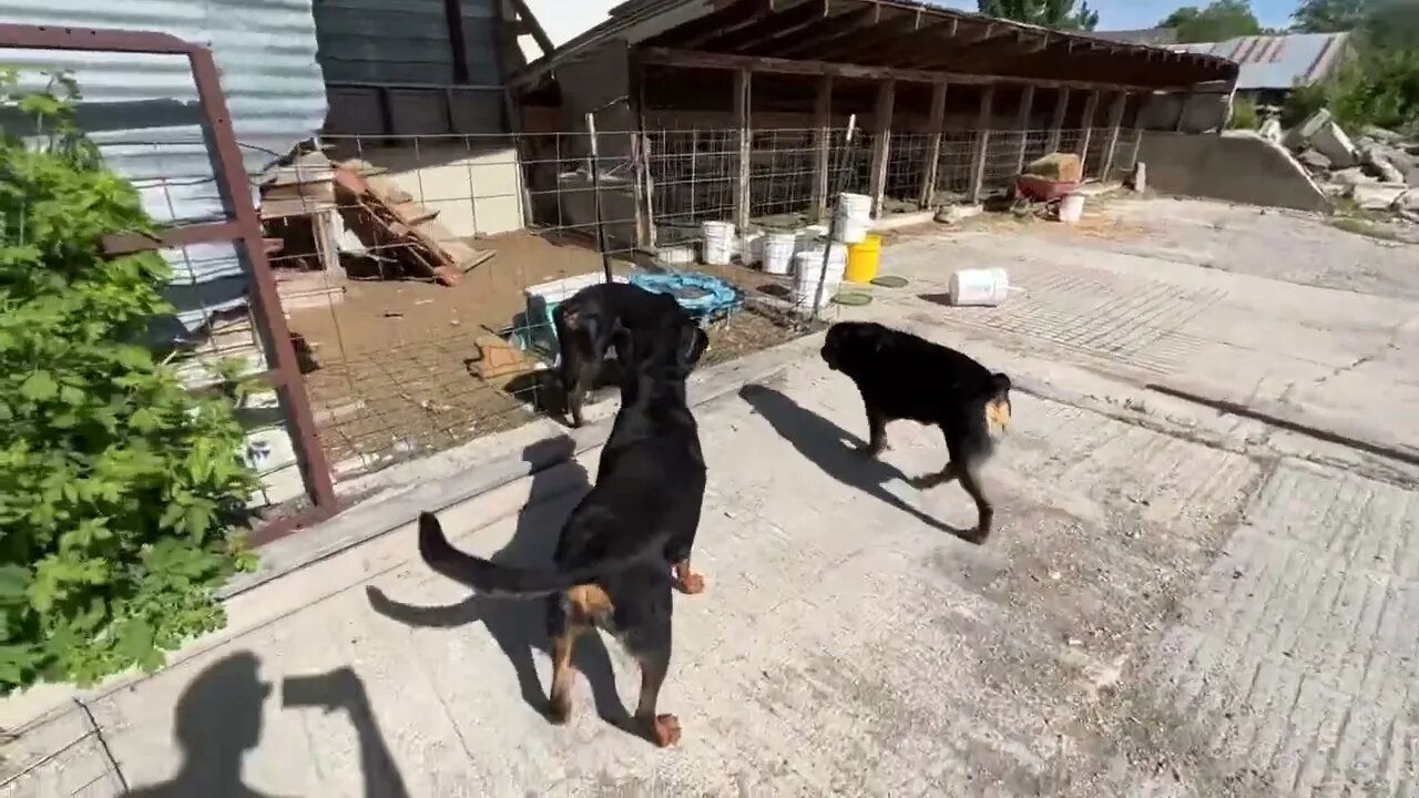 Rottweiler Tries To Be Alpha