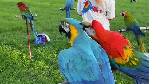 Bird time - 008