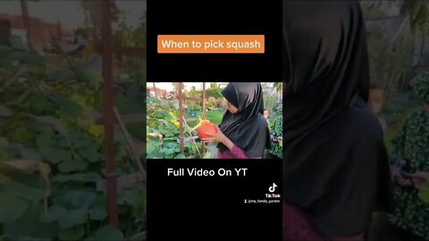 When To Harvest Squash