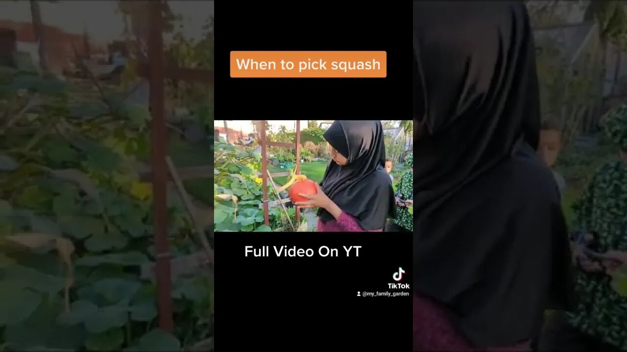 When To Harvest Squash