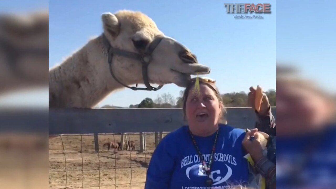 Funniest fails in the zoo compilation TRY NOT TO LAUGH