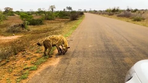 40 Times Animals Messed With The Wrong Opponent !72 17