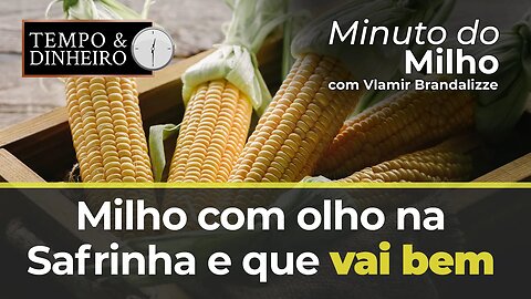Milho com olho na Safrinha e que vai bem
