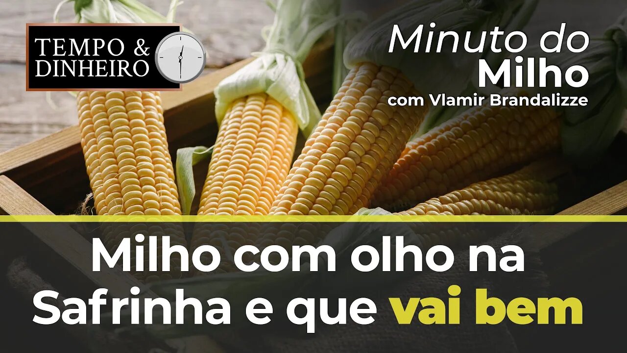 Milho com olho na Safrinha e que vai bem