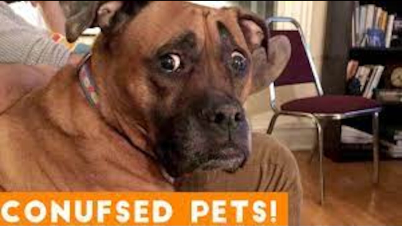 Adorable Pets - TRY NOT TO LAUGH IMPOSSIBLE 2021 #2