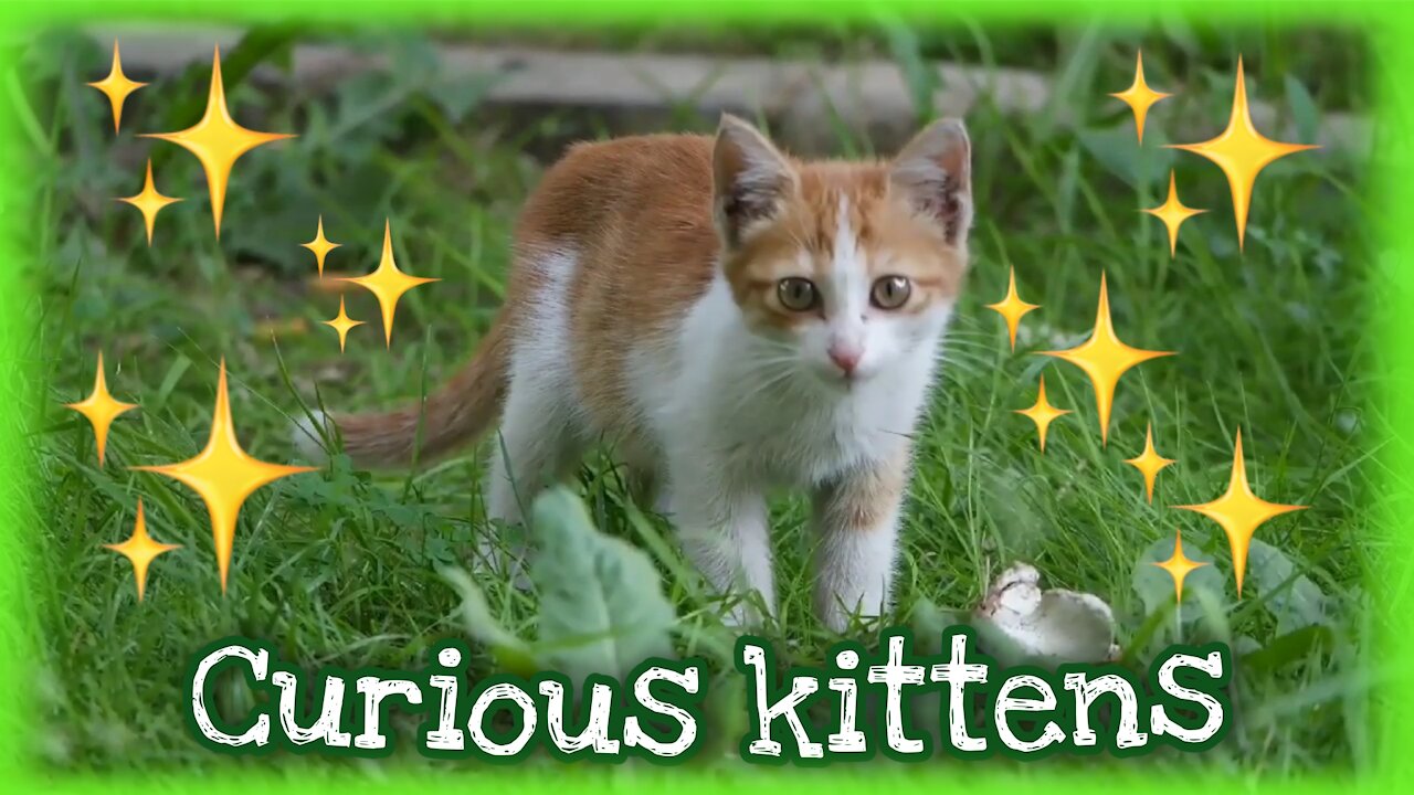 Curious kittens and cute!