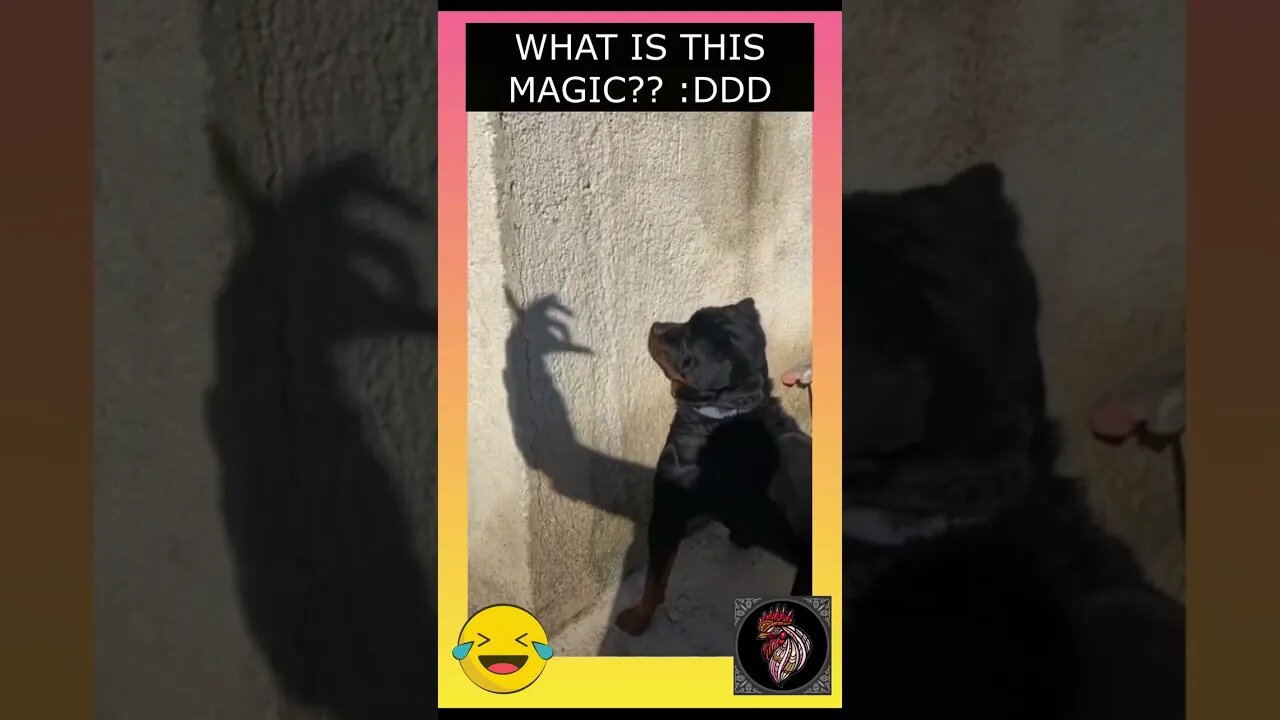 DOG - WHAT IS THIS MAGIC??