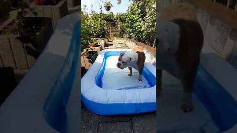 Winnie in the backyard swimmingpool