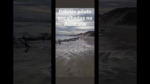 Lembra que falamos nas lives que quando as baleias começassem a encalhar, devíamos nos preocupar ?
