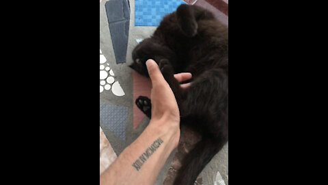 Having fun with my cat