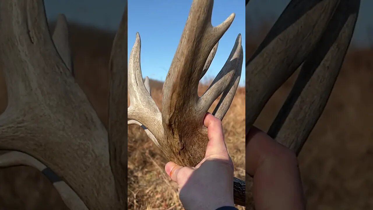 200" Shed Antlers Found. #shorts #shedhunting #shedseason #deerhunting