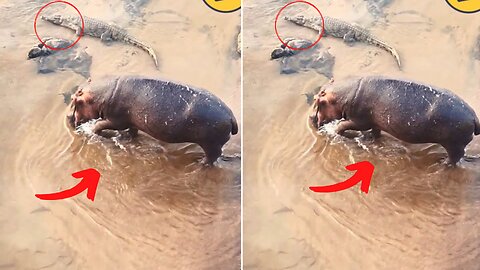 Hippo and Crocodile Walk Side by Side