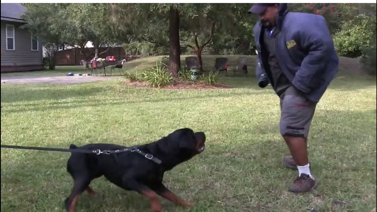 Guard Dog Training Step by Step!