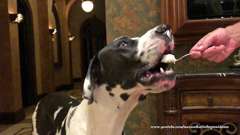 Funny Great Dane Loves Vanilla Ice Cream Cones