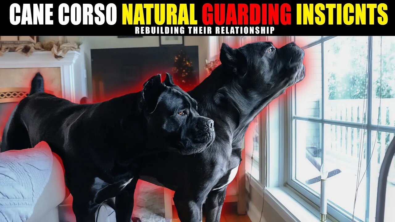 Cane Corso Protection Bonding Natural Guarding Instincts