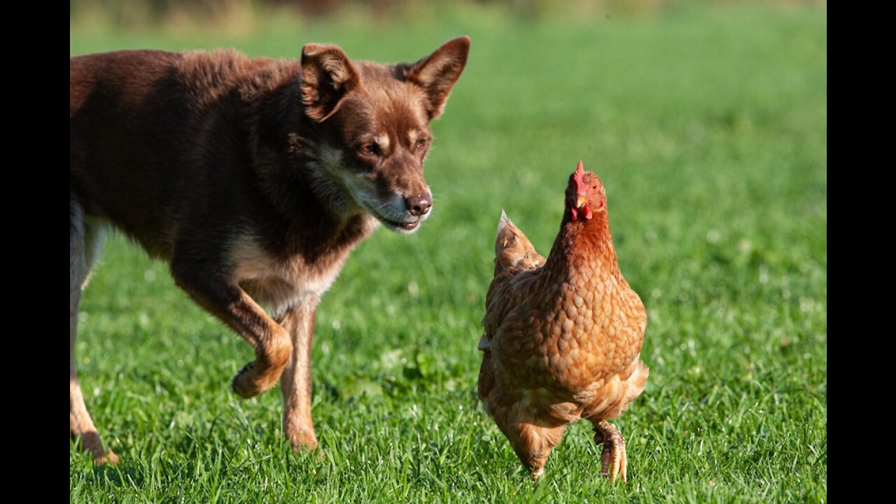 Chicken Vs Dog funny fight*