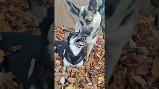 Don't Mess With Freya #shorts #shepsky #doggo