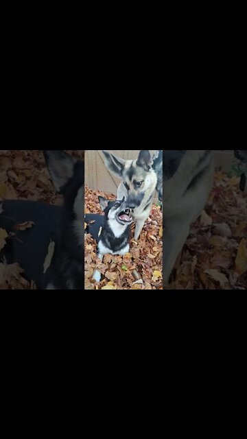 Don't Mess With Freya #shorts #shepsky #doggo