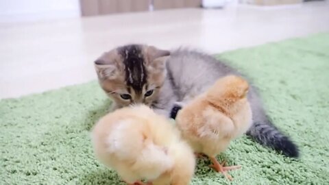 Kitten who want to sleep vs Chicks who don't want her to sleep