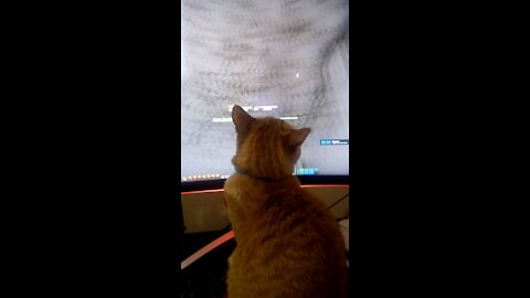 Macaroni takes a spin